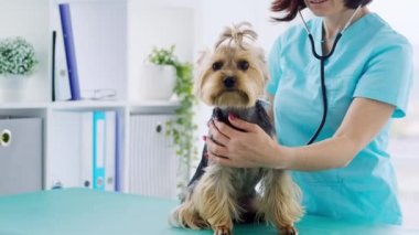 Veteriner randevusu sırasında Yorkshire Teriyer Köpeği