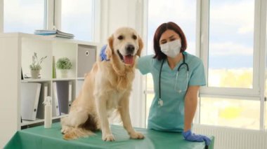Veteriner kliniğinde Golden retriever köpeği