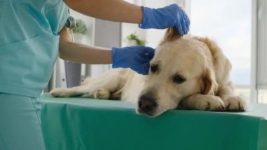 Veteriner kliniğinde Golden retriever köpeği