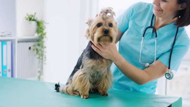 Doctor examining yorkshire terrier dog — Stock Video