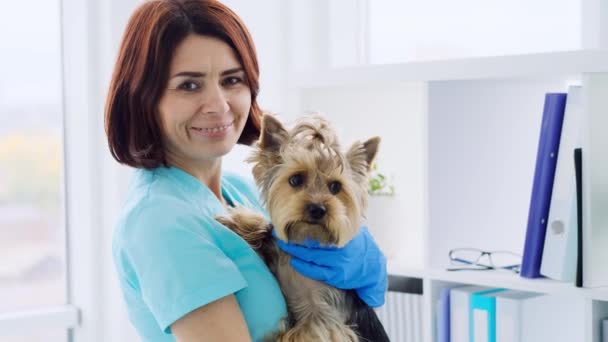 Mujer sonriente veterinario abrazando yorkshire terrier — Vídeo de stock