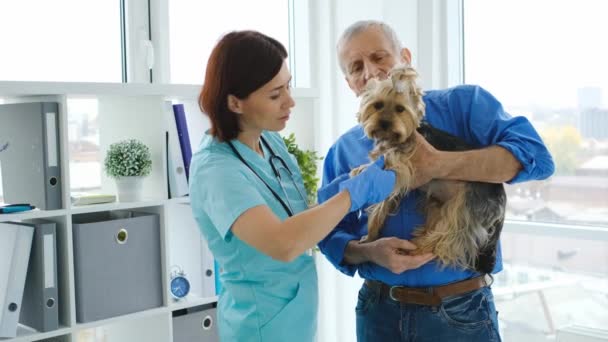 Veterinaria examinando conjunta en yorkshire terrier pata — Vídeos de Stock