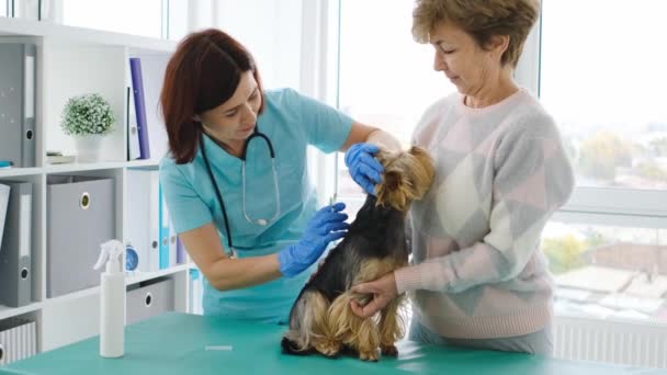 Vrouw dierenarts doet injectie aan yorkshire terrier — Stockvideo