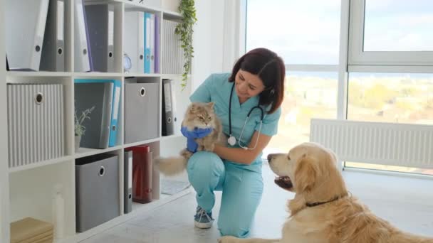 Kvinna veterinär petting katt bredvid hund — Stockvideo