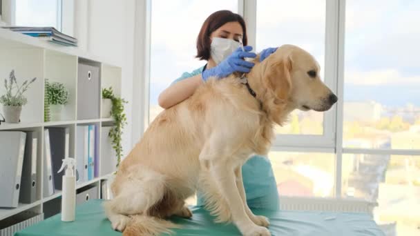 Golden retriever hond in veterinaire kliniek — Stockvideo