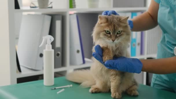 Κτηνίατρος που χαϊδεύει το πόδι της γάτας μετά την ένεση — Αρχείο Βίντεο