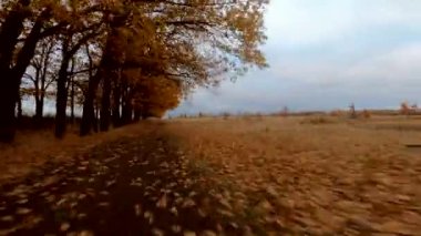 Sonbahar yapraklarıyla kaplı toprak yolu.