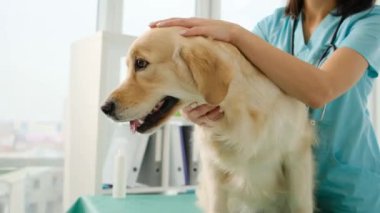 Avuç içi veteriner köpeği sakinleştirdi.