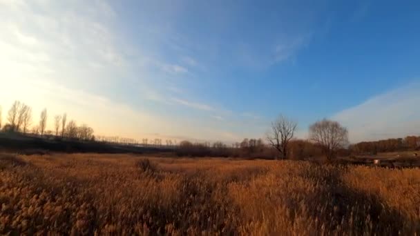 Αποξηραμένο χόρτο κάτω από μπλε ουρανό φθινόπωρο — Αρχείο Βίντεο