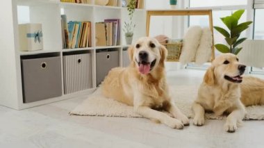 Golden retriever köpekleri halıda dinleniyor