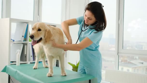 Ветеринар слушает золотистую собаку-ретривер со стетоскопом — стоковое видео