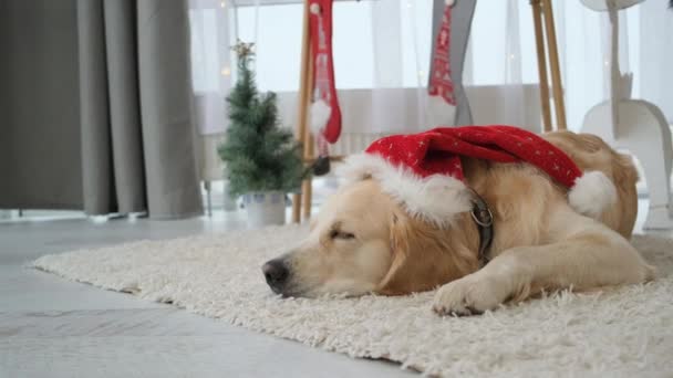 Złoty pies retriever w czapce Świętego Mikołaja — Wideo stockowe