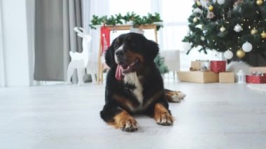 Bernese dağ köpeği içeride oyuncaklarla oynuyor.