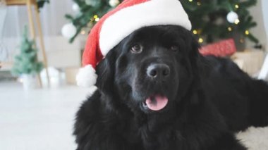 Newfoundland köpeği Noel ağacı arka planında