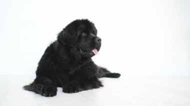 Olgun Newfoundland köpeğinin portresi