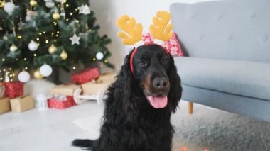 İskoç sosis köpeği evde jant takıyor.