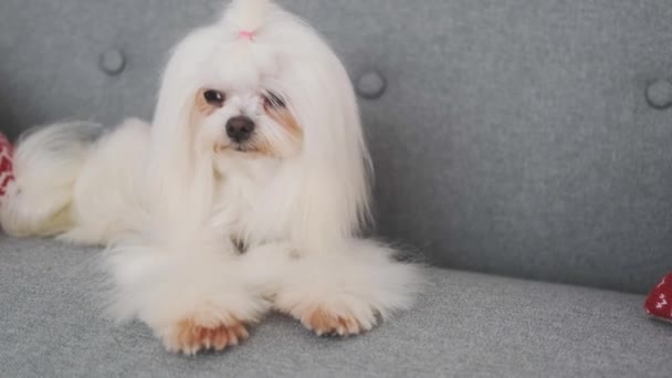 Maltesisk hund liggande på soffan — Stockvideo