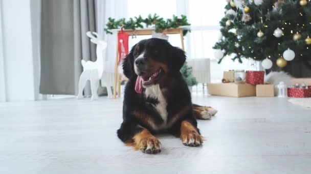 Бернські гірські собаки бавляться з іграшкою у приміщенні. — стокове відео