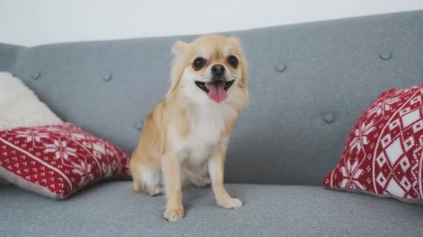 Чихуахуа собака на диване дома — стоковое видео