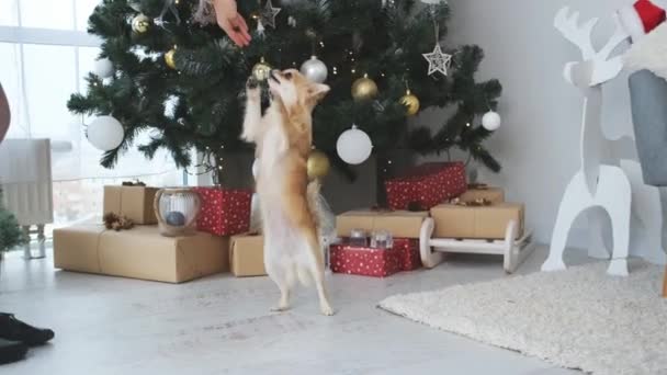 Chihuahua cão perto de árvore de Natal em casa — Vídeo de Stock