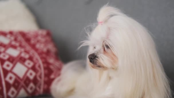 Malteser Hund liegt auf Sofa — Stockvideo