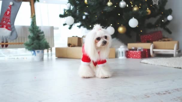 Perro maltés en la habitación con árbol de Navidad — Vídeo de stock