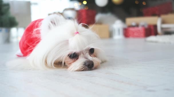 Malteser Hund im Weihnachtsmannanzug auf dem Fußboden — Stockvideo