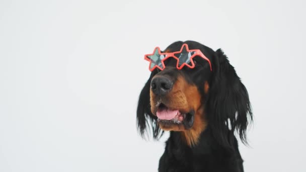 Шотландская собака-сеттер в солнцезащитных очках — стоковое видео