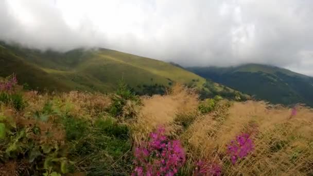 Flores crescendo no prado da montanha — Vídeo de Stock