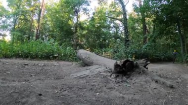 Ağaçtan atlayan bisikletli adam.