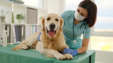 Veteriner kliniğinde Golden retriever köpeği