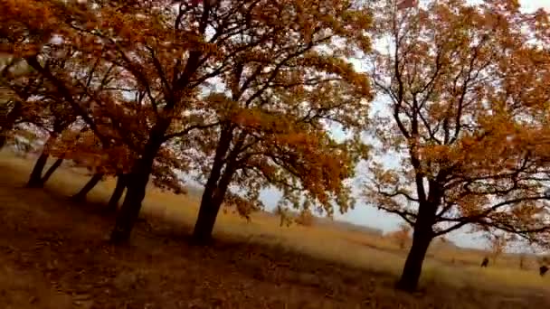 Πετώντας μέσα από χρυσά δέντρα στη φύση του φθινοπώρου — Αρχείο Βίντεο