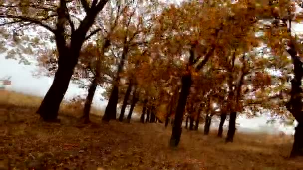 Осенние деревья с опавшими золотыми листьями — стоковое видео