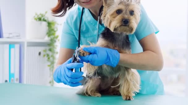 Veterinair trimmen yorkshire terriër hond klauwen — Stockvideo