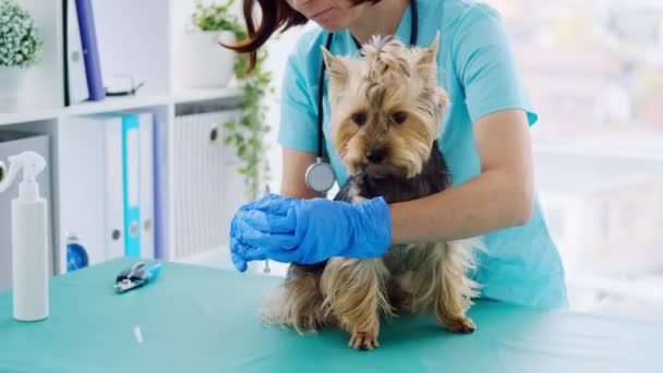 Veterinario haciendo inyección a yorkshire terrier perro — Vídeos de Stock