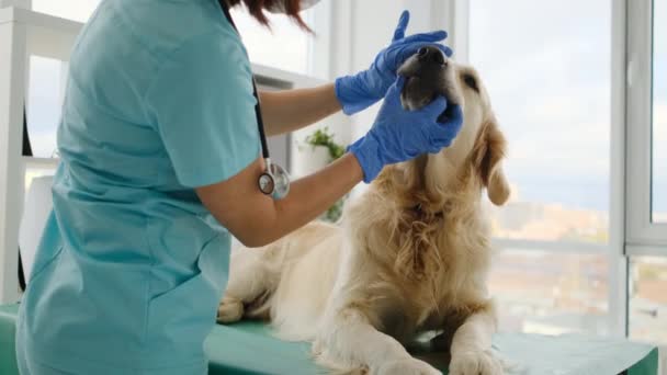 Golden retriever perro en clínica veterinaria — Vídeo de stock