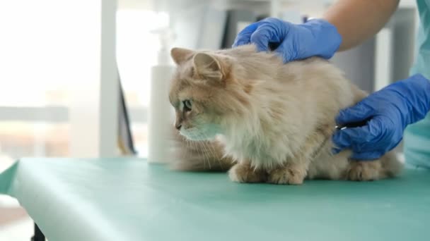 Medico gatto in ascolto con stetoscopio — Video Stock