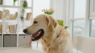 Golden Retriever köpeğinin portresi