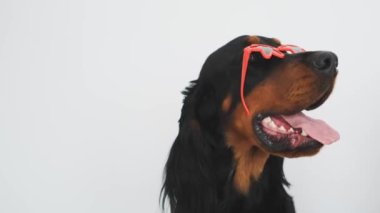 Yıldızlı güneş gözlüklü İskoç köpek.