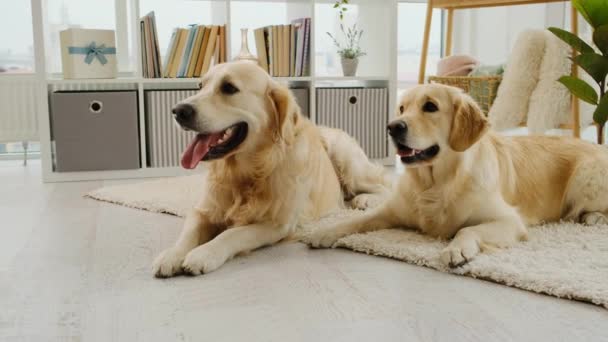 Golden retriever perros pareja acostado en la alfombra — Vídeos de Stock