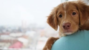Toll köpeğinin omuzdaki portresi