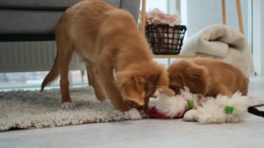 Toller köpekleri oyuncak ve halıyla oynuyor.