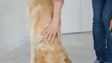 Golden retriever köpeği köpek maması yiyor.