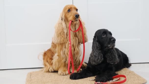Cocker spaniel perros en la alfombra de la puerta — Vídeo de stock