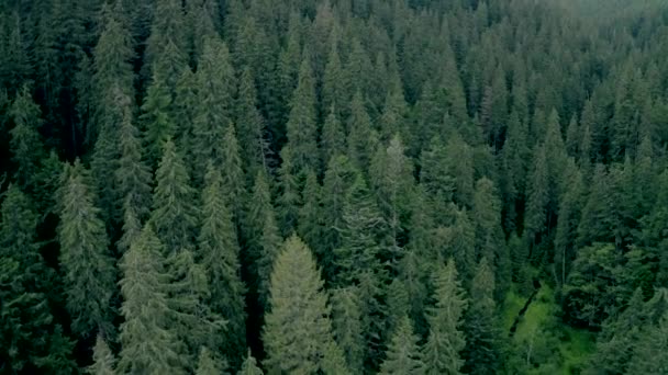 Drewno sosnowe z wysokimi wiecznie zielonymi drzewami — Wideo stockowe