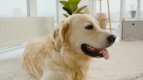 Portrait of golden retriever dog in room — Stok Video