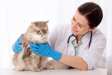 Kedi tedavi için bekliyor.