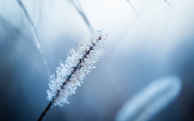 Çiğ taneleri çimenleri kaplıyor.