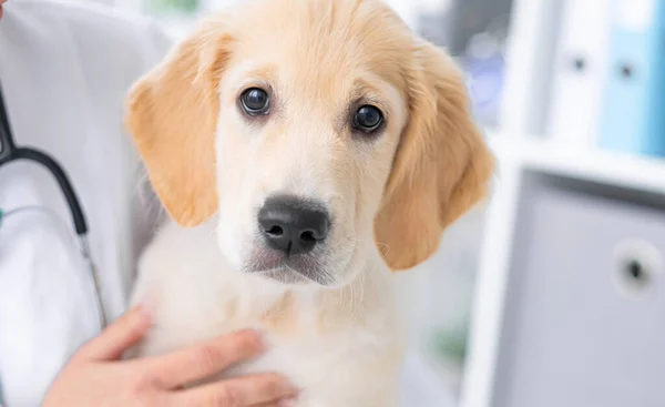 Söt hund i veterinärskåp — Stockfoto