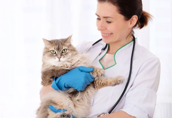 Gato gris en la cita — Foto de Stock